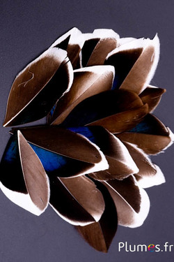Pétales en plumes - 5-8 x 3-4 cm - naturel
